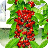 Черешня колоновидная "Тютчевка" 
