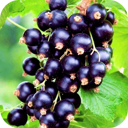 Смородина черная "Изюмная" 